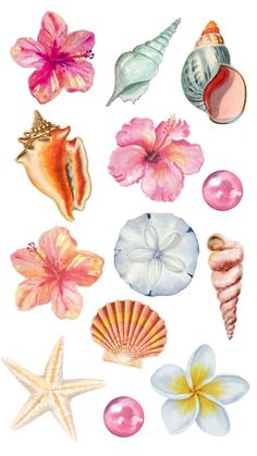 an illustration of seashells and starfish on a white background with pink flowers