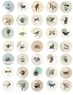 an image of many different types of birds and animals on circles with words in them