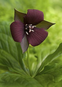 a purple flower with green leaves in the background