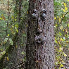 a face carved into the side of a tree