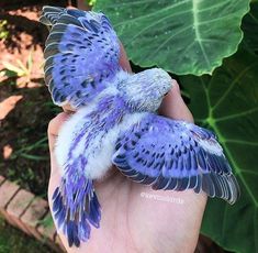 a small blue and white bird sitting on top of a person's hand next to a large green leaf