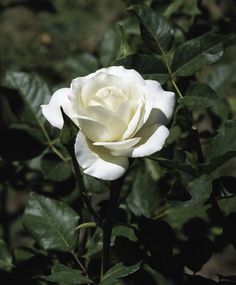 a white rose with green leaves in the background