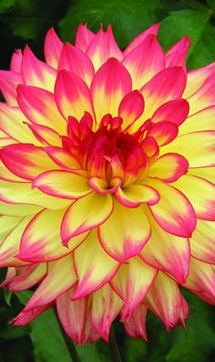 a large red and yellow flower with green leaves in the backgroung area