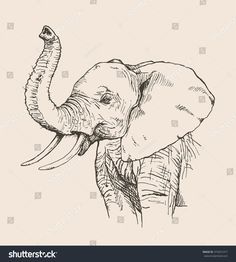 an elephant with tusks drawn by hand