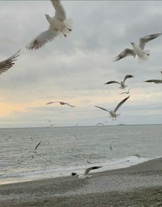 seagulls flying over the ocean on a cloudy day