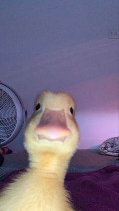 a close up of a duck on a bed with a fan in the back ground