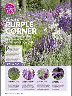 the purple corner magazine features an image of lavenders and other wildflowers in bloom