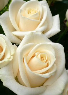 three white roses with green leaves in the background