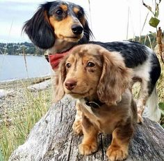 two dogs sitting on top of a tree stump