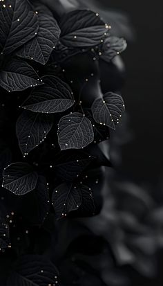 black and white photograph of leaves with gold dots on them in the dark night sky