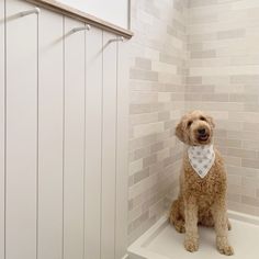 a brown dog sitting on top of a white shelf next to a tiled shower stall