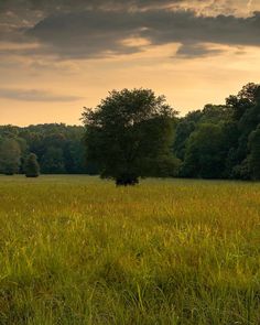 a lone tree in the middle of a grassy field with trees in the back ground