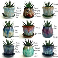 there are many different types of plants in the vases on this page, and each one is labeled with their own name