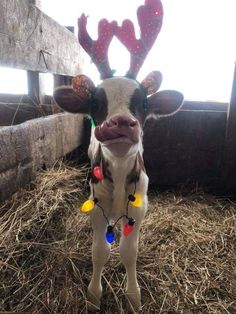 a baby cow with christmas lights on it's ears