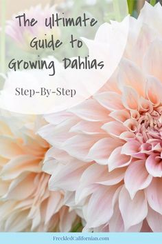 the ultimate guide to growing dahlias step - by - step instructions for beginners