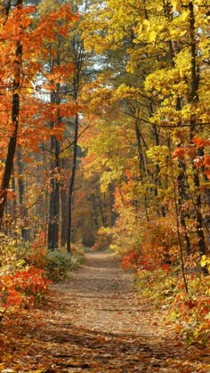 a dirt road surrounded by trees with red leaves on the ground