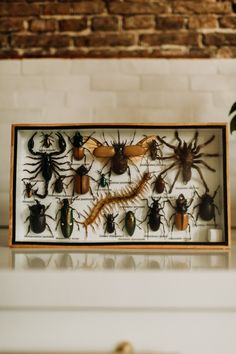 a collection of bugs and other insects mounted on a brick wall above a counter top