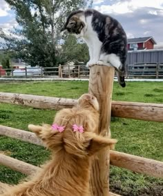 a cat sitting on top of a wooden post next to a dog in the grass