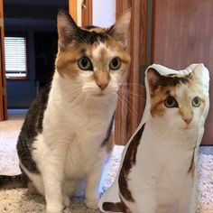 two cats sitting next to each other on the floor