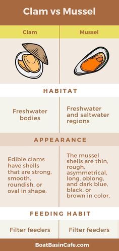 Clam vs Mussel: Startling Differences You Had No Clue About! Mussels Benefits, How To Cook Mussels Easy, How To Cook Live Mussels, Clams And Mussels In White Wine Sauce, Belgian Mussels, Study English Language, Nutritional Value, Clam Shell, Fish Camp