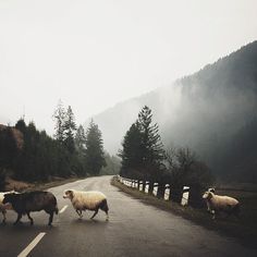 three sheep crossing the road in front of some trees and mountains on a foggy day