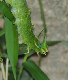 a green caterpillar crawling on a leafy plant