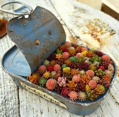 an old metal container filled with lots of succulents