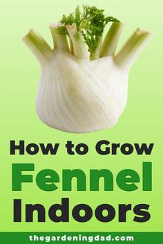 how to grow fennel indoors