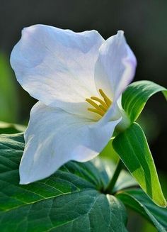 a white flower with green leaves in the background