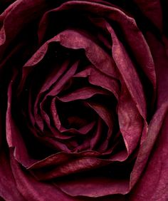 a close up view of the center of a purple rose