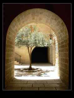 an archway with a tree in it and light coming from the entrance to another building