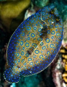 a blue and yellow sea anemone on a coral