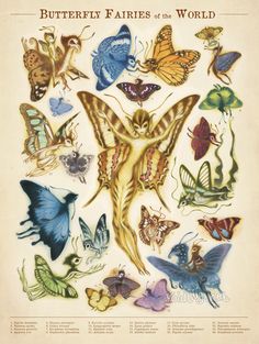 the butterflies and moths of the world are depicted in this poster, which is on display