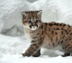 a baby snow leopard walking through the snow