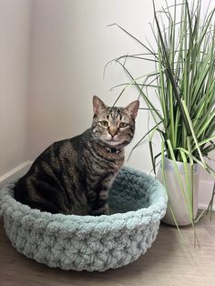 a cat sitting in a crocheted bed next to a potted plant