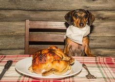 a dog sitting at a table with a plate of food