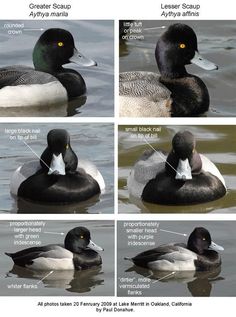 four different types of ducks in the water with captions about them and their names