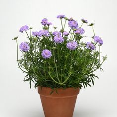 a potted plant with purple flowers in it