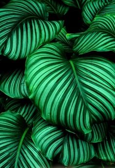 large green leaves are stacked on top of each other