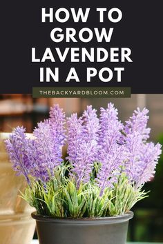 How to Grow Lavender in a Pot Lavender Garden Ideas, Lavender In A Pot, Grow Lavender From Seed, Lavender Backyard, Lavender In Pots, Lavender From Seed, Lavender Plant Care, Munstead Lavender, Lavender Types