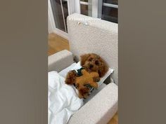 a small brown dog sitting on top of a white chair with a stuffed animal in it's lap