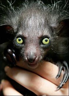 a close up of a person holding a small animal in their hand with green eyes