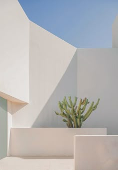 a cactus in a white planter next to a building