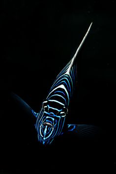 a blue and white fish in the dark