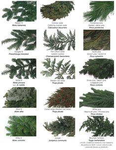 many different types of evergreen leaves and their names are shown in this diagram, which shows the