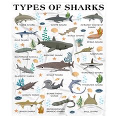 a poster with different types of sharks