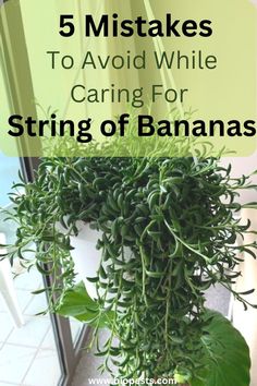 a potted plant with the words 5 mistakes to avoid while caring for string of bananas