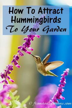 Attract Hummingbirds To Your Garden (10 Tips You Can Use In Your Yard) | Birds In The Garden Amazing Birds, Hummingbird Flowers, Garden Vines, How To Attract Birds, How To Attract Hummingbirds, Humming Bird Feeders