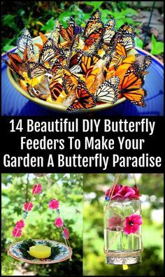 Bee Waterer, Wildlife Crafts, Garden Knowledge, Garden Hardscape, Butterfly Stuff, Compost Container