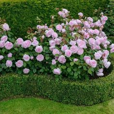 pink roses are growing in the middle of a hedged garden area with green grass and shrubbery